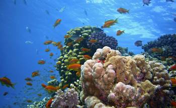 Korálové útesy v Egyptě: Krásy pod hladinou a jejich formace