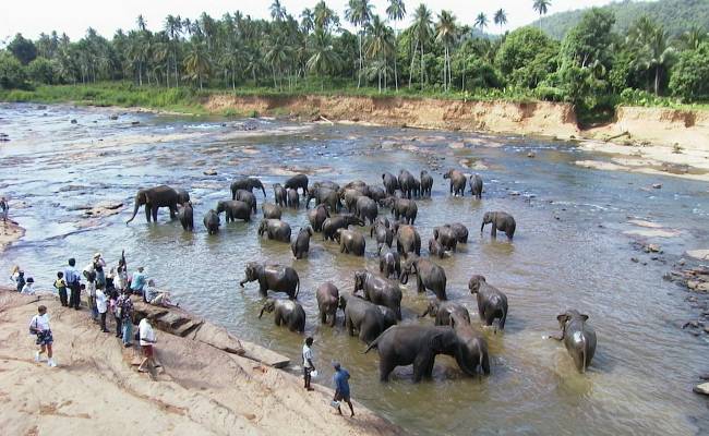 Sloni na Srí Lance