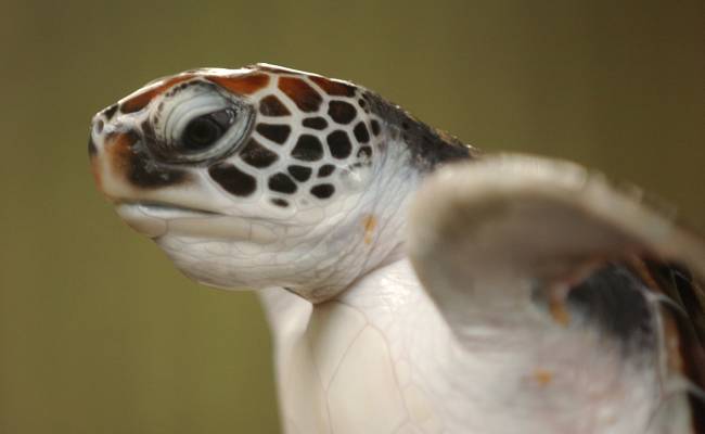 Bentota má několik záchranných stanic pro želvy
