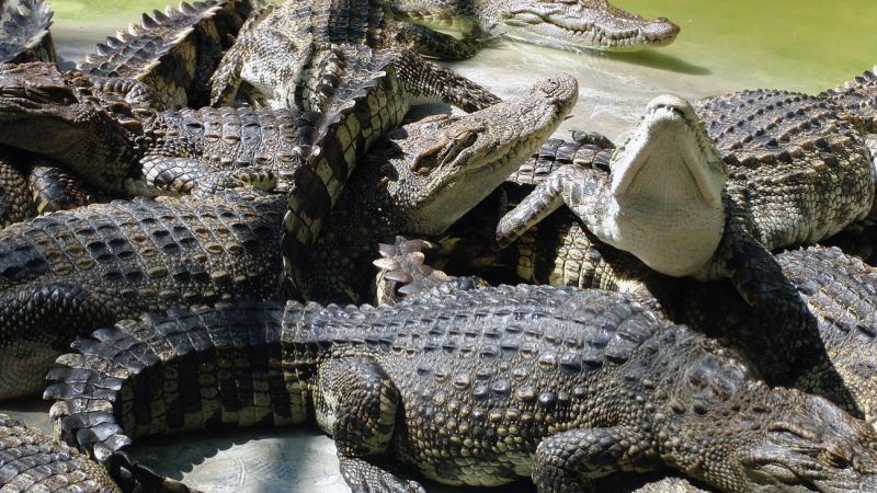 Krokodýlí farma na Djerbě