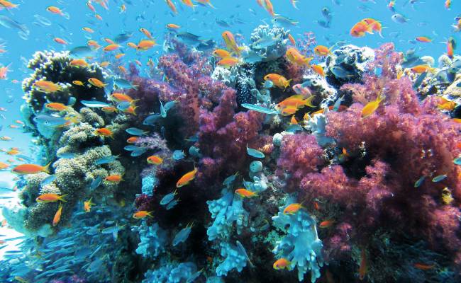 Podmořský korál