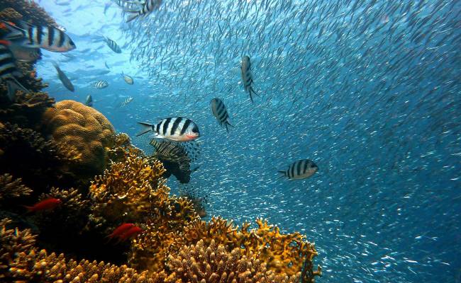 Krásy podmořského světa v Egyptě