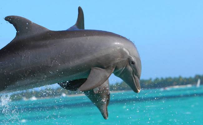 Delfíni v Manati Park Bavaro