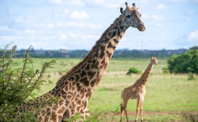 Keňa a její safari