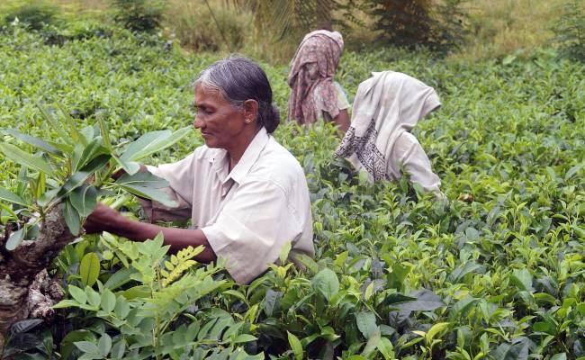 Srí lanka - sklizeň Cejlonského čaje