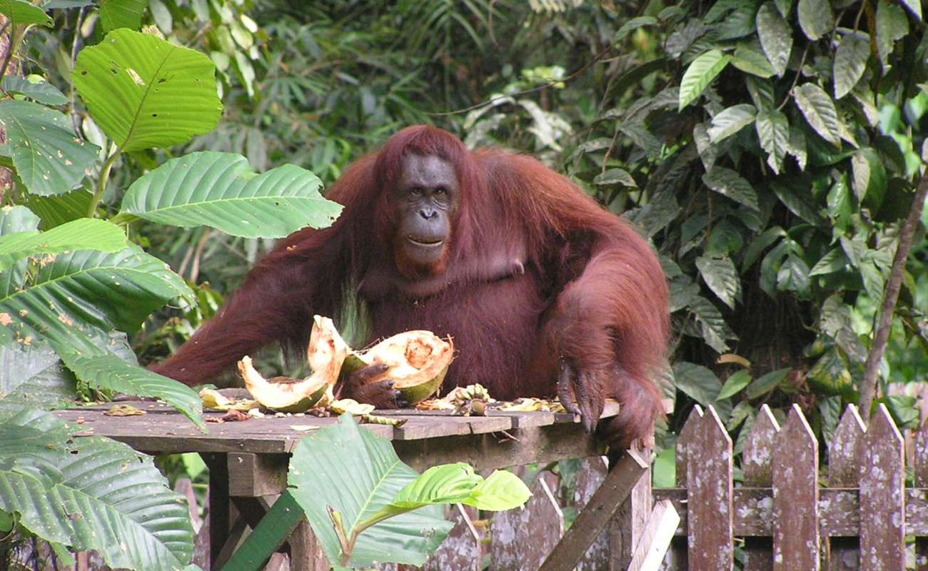 To nejlepší z Malajsie? Přijeďte na Borneo, poslední místo na světě, kde mají orangutani klid