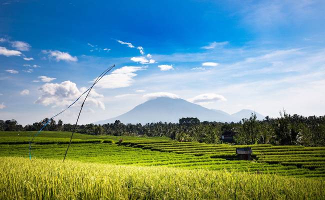Příroda na Bali, v pozadí sopka Gunung Agung