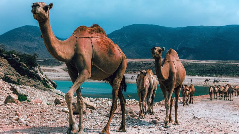 Salalah – to nejlepší z Ománu na jednom místě 1300w