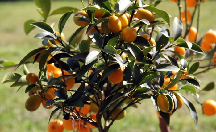 Kumquat z řady citrusů připomíná mandarinku
