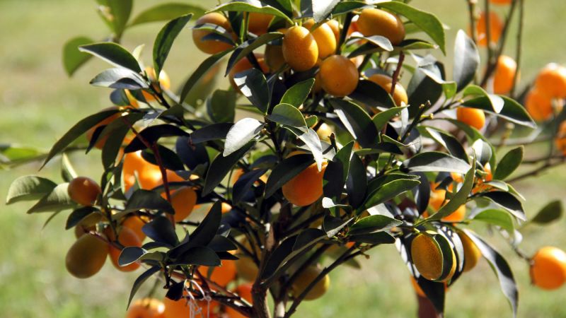 Kumquat z řady citrusů připomíná mandarinku