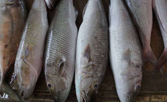 Ryby na místním trhu
