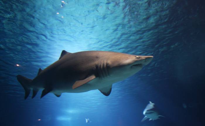Žraloků se na Zanzibaru nemusíte obávat