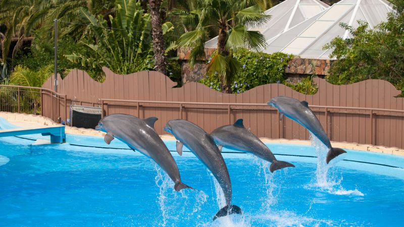Představení delfínů v Palmitos parku