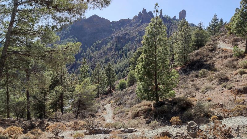 Borovice v Národním parku Tamabada