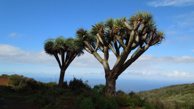 Dračí strom na La Palma